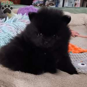 Black Velvet, Pomeranian Puppy